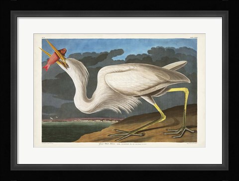 Framed Pl 281 Great White Heron Print