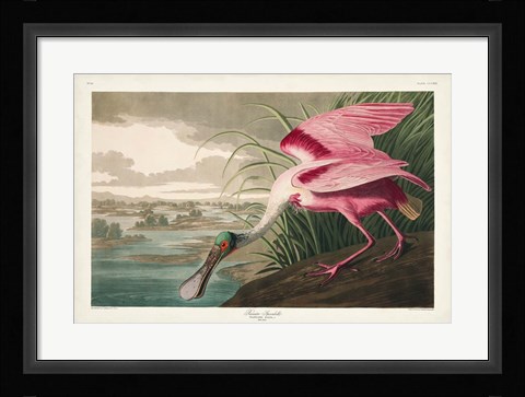 Framed Pl 321 Roseate Spoonbill Print