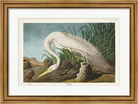 Framed Pl 386 White Heron Print