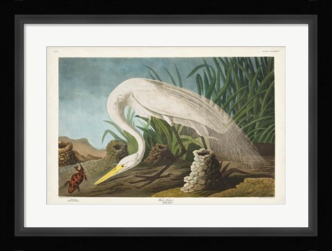 Framed Pl 386 White Heron Print