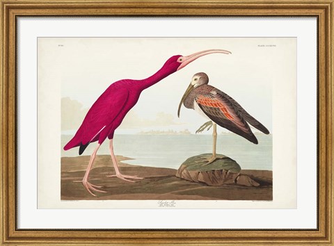 Framed Pl 397 Scarlet Ibis Print