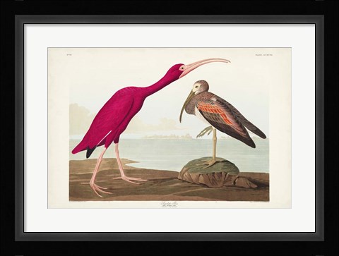 Framed Pl 397 Scarlet Ibis Print