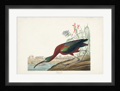 Framed Pl 387 Glossy Ibis Print