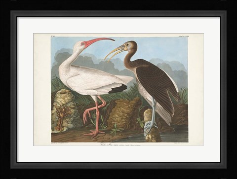Framed Pl 222 White Ibis Print