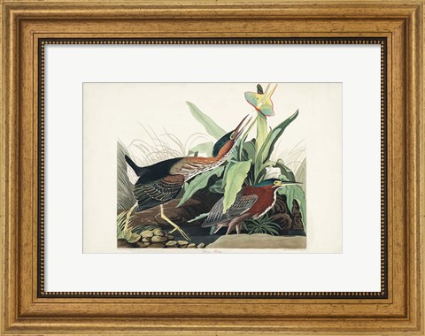 Framed Pl 333 Green Heron Print