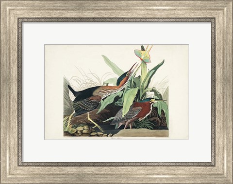Framed Pl 333 Green Heron Print