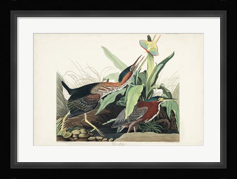 Framed Pl 333 Green Heron Print