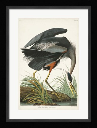 Framed Pl 211 Great Blue Heron Print