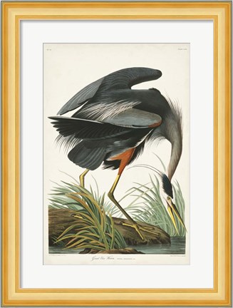 Framed Pl 211 Great Blue Heron Print