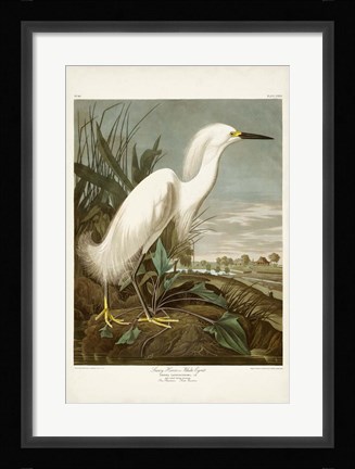 Framed Pl 242 Snowy Heron Print