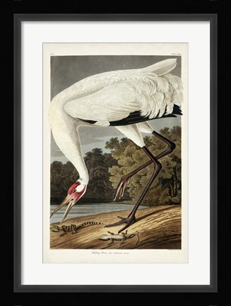 Framed Pl 226 Hooping Crane Print