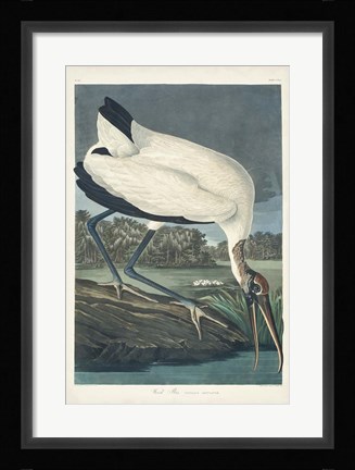 Framed Pl 216 Wood Ibis Print