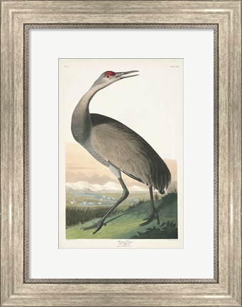 Framed Pl 261 Hooping Crane Print