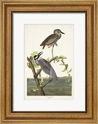 Framed Pl 336 Yellow-crowned Heron Print