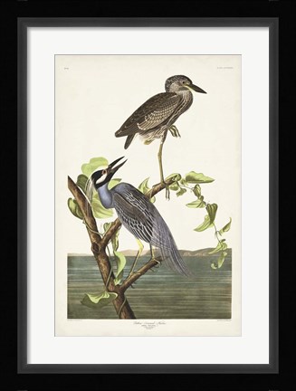 Framed Pl 336 Yellow-crowned Heron Print