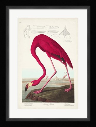 Framed Pl 431 American Flamingo Print