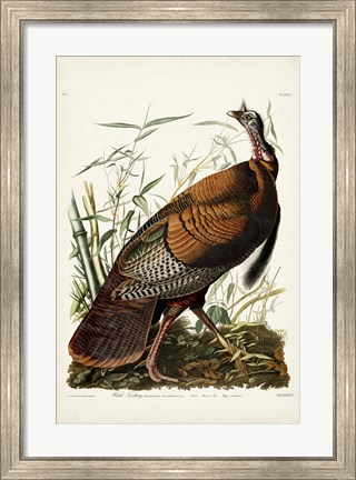 Framed Pl 1 Wild Turkey Print