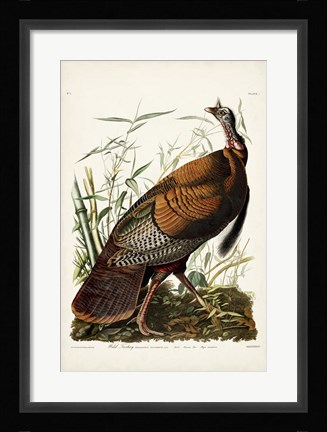 Framed Pl 1 Wild Turkey Print