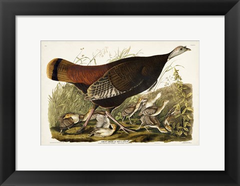 Framed Pl 6 Great American Hen &amp; Young Print