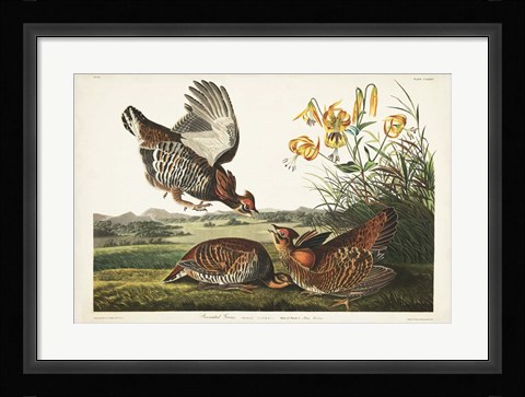 Framed PL 186 Pinnated Grouse Print