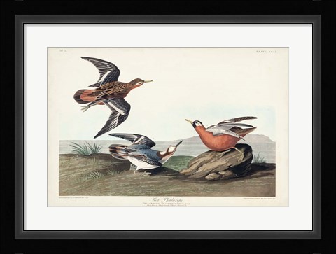 Framed Pl 255 Red Phalarope Print