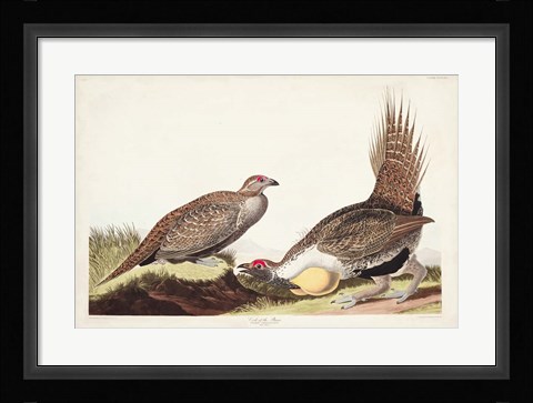 Framed Pl 371 Cock of the Plains Print
