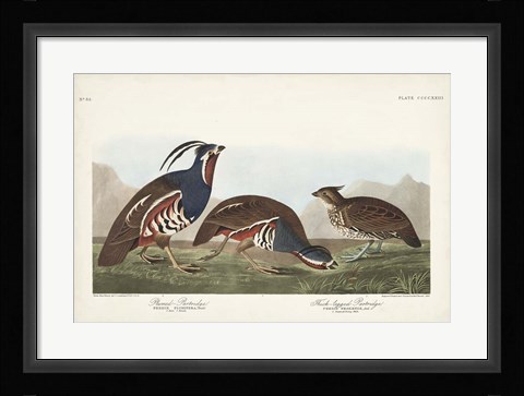 Framed Pl 423 Plummed Partridge Print