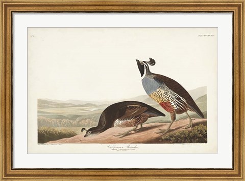Framed Pl 413 Californian Partridge Print