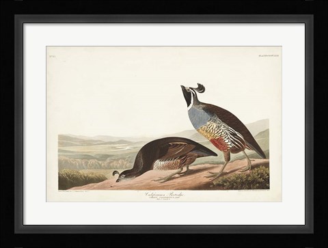 Framed Pl 413 Californian Partridge Print