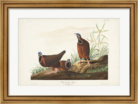 Framed Pl 172 Blue-headed Pigeon Print