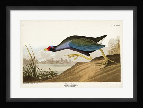 Framed Pl 305 Purple Ganaule Print