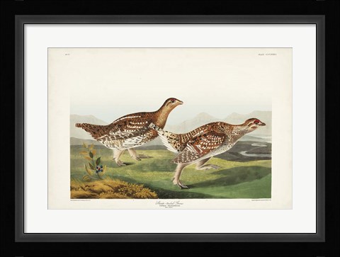 Framed Pl 382 Sharp-tailed Grouse Print