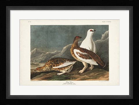 Framed Pl 368 Rock Grouse Print