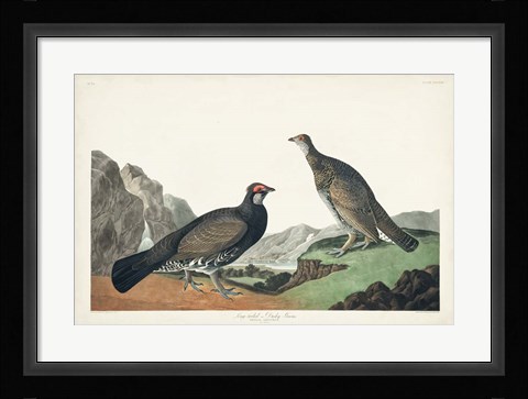 Framed Pl 361 Long-tailed or Dusky Grouse Print
