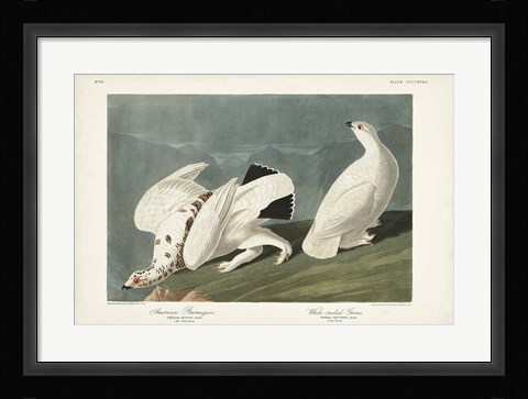 Framed Pl 418 American Ptarmigan Print