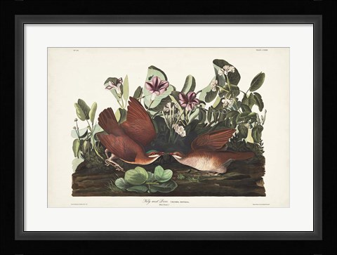 Framed Pl 167 Key West Pigeon Print