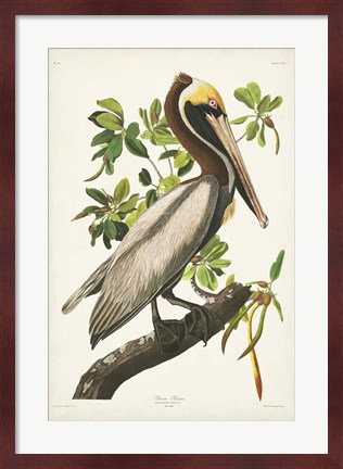 Framed Pl 251 Brown Pelican Print