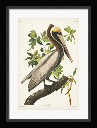 Framed Pl 251 Brown Pelican Print