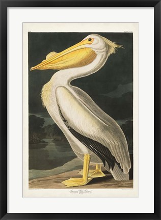 Framed Pl 311 American White Pelican Print