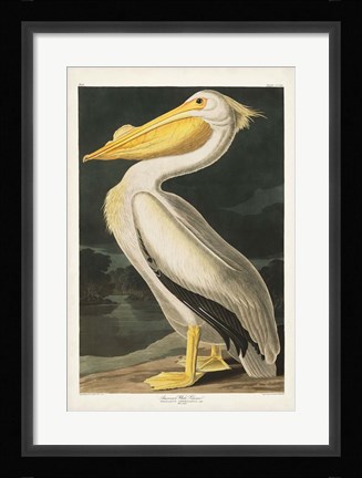 Framed Pl 311 American White Pelican Print