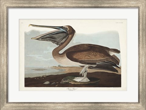 Framed Pl 421 Brown Pelican Print