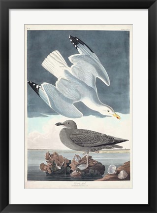 Framed Pl 291 Herring Gull Print