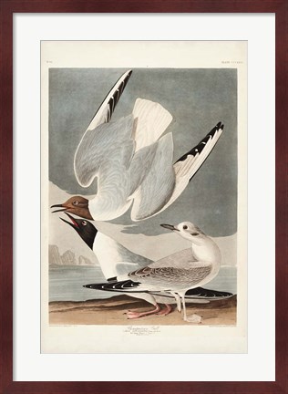 Framed Pl 324 Bonapartian Gull Print