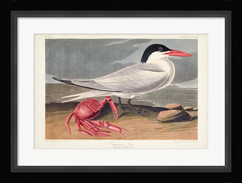 Framed Pl 273 Cyenne Tern Print