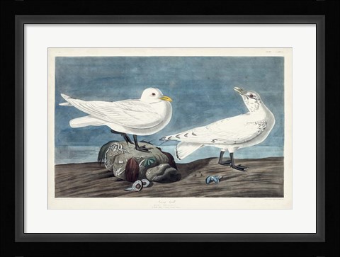 Framed Pl 287 Ivory Gull Print