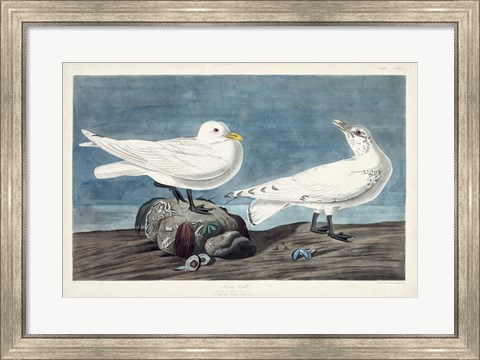 Framed Pl 287 Ivory Gull Print