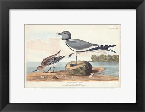 Framed Pl 285 Fork-tailed Gull Print
