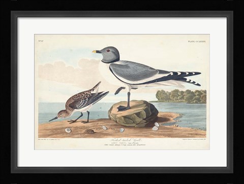 Framed Pl 285 Fork-tailed Gull Print
