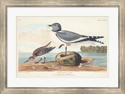 Framed Pl 285 Fork-tailed Gull Print