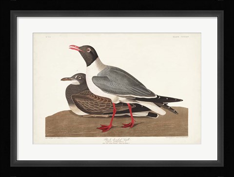 Framed Pl 314 Black-headed Gull Print